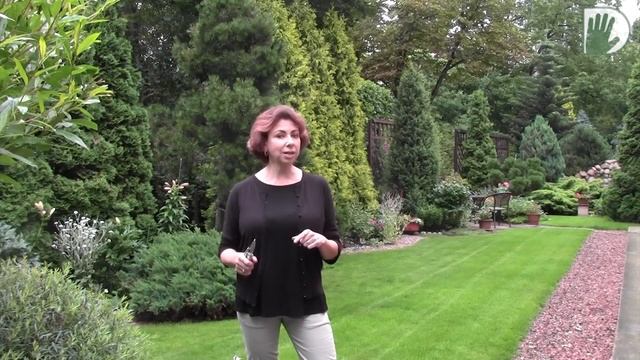 Видео журнал «Сады в отличной форме №49» Роскошный теневой авторский сад в Подмосковье. смотреть онлайн