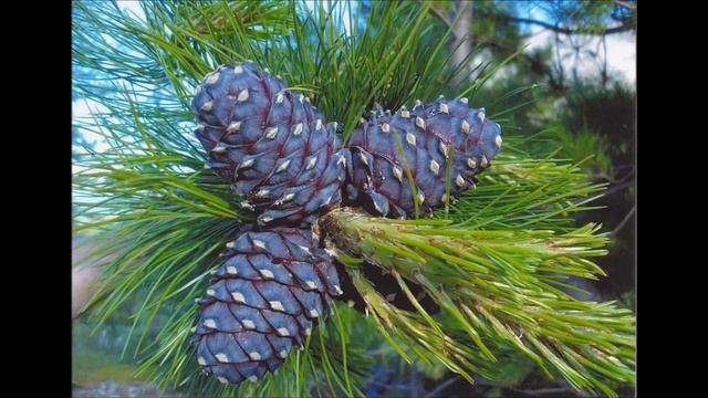 Иркутская  ИСТОРИЯ -песня  в  исполнении А.Маршала