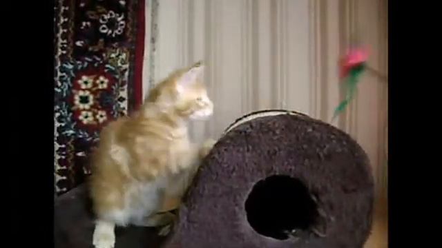 Карузик, 2,5 месяца смотреть онлайн