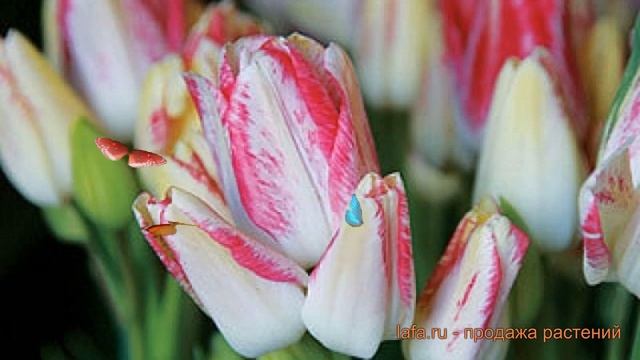 Тюльпан многоцветковая Дрим Клаб ? обзор: как сажать, луковицы тюльпаны Дрим Клаб смотреть онлайн