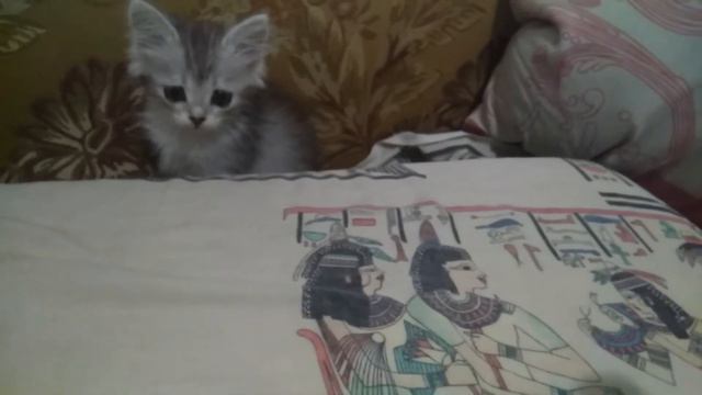 милый котёнок которого подобрали с улицы смотреть онлайн