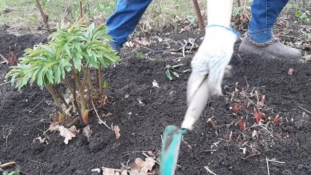 Как обработать пионы весной. Пионы весной: обработка, подкормка, лечение смотреть онлайн