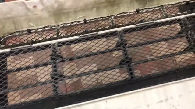 Ford Focus 3 защита радиатора от пробоя, повреждений. Установка защитной сетки в бампер и решётку смотреть онлайн