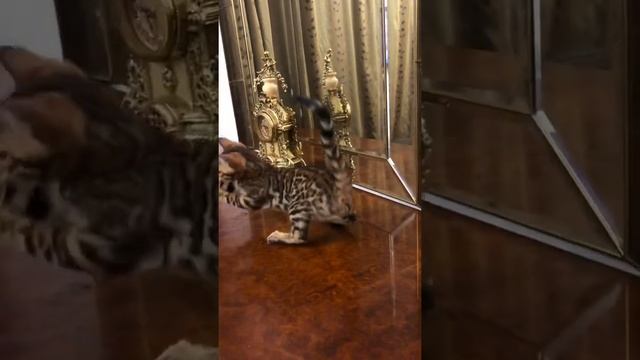 Окрасы бенгальских кошек смотреть онлайн