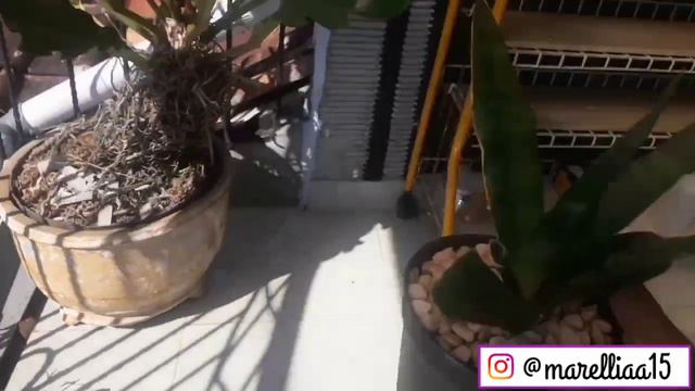 CARA GAMPANG MERAWAT KAKTUS DAN SUKULEN смотреть онлайн