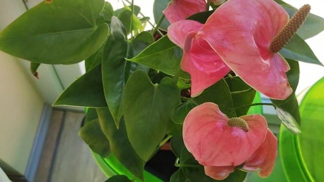 Антуриум после пересадки, детки от деток. смотреть онлайн