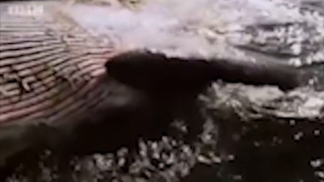 МЕГАЛОДОН ПРОТИВ КИТА. ДОКАЗАТЕЛЬСТВА СУЩЕСТВОВАНИЯ МЕГАЛОДОНА. смотреть онлайн