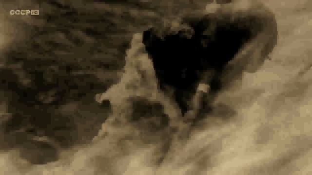 Путешествия с домашними друзьями