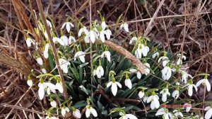 В моем саду они цветут первыми! Предвестник весны подснежник. Галантус (Galantus)