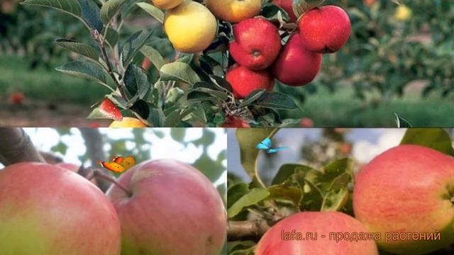 Яблоня обыкновенная Богатырь - Кандиль орловский ? обзор: как сажать, саженцы яблони смотреть онлайн