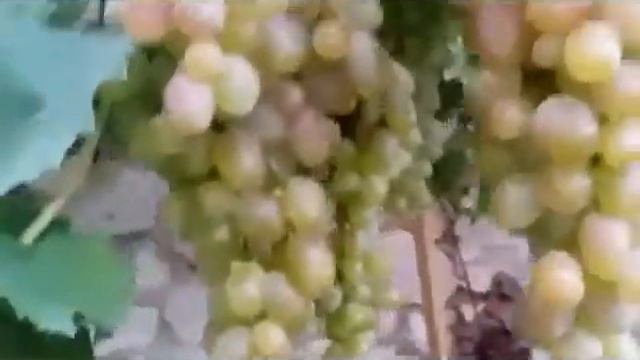 Да! Василиска! смотреть онлайн