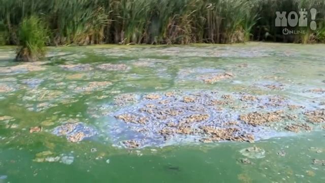 Экологическая катастрофа в Масловке смотреть онлайн