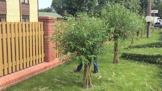 Плетеная ива. Датские корни. Формирование кроны. смотреть онлайн