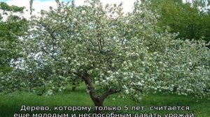 Почему яблоня не цветет и не плодоносит