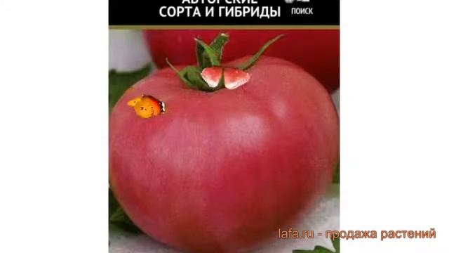 Томат обыкновенный Боярин F1 (boyarin f1) ? Боярин F1 обзор: как сажать, семена томата Боярин F1 смотреть онлайн