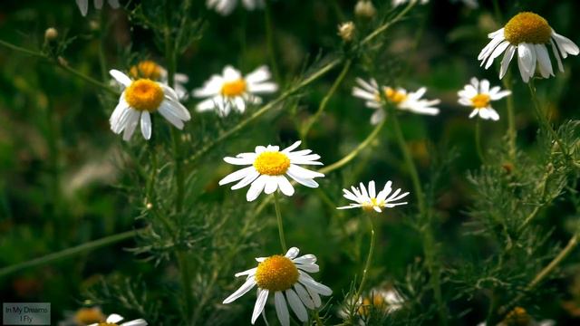 Matricaria / Ромашка смотреть онлайн