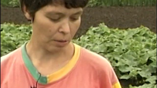 Сорта огурцов для Сибири, для открытого грунта. От новосибирских селекционеров смотреть онлайн