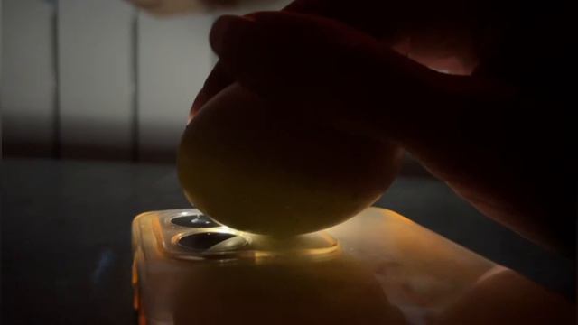 Овоскопирование. 7 день инкубации яиц.