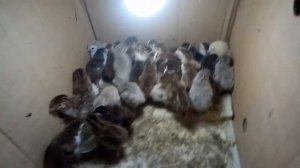 инкубация цесариных яиц