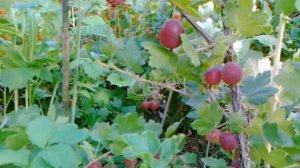 Крыжовник. Сорта от компании Поиск. Колобок и Берилл.