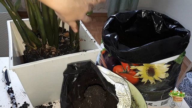 ПЕРЕСАДКА ЗАМИОКУЛЬКАСА в напольное кашпо! смотреть онлайн