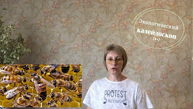 Пчелы насекомые в тельняшках смотреть онлайн