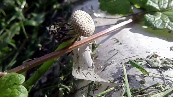 Весенняя мелодия красок. Spring melody of colors