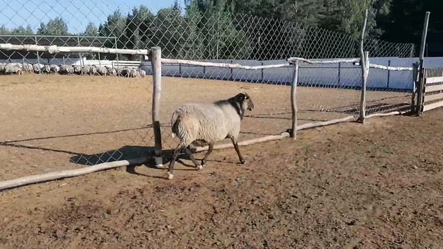 Племенной баран Романовской Чешской селекции смотреть онлайн