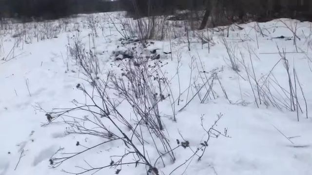 КОП МЕТАЛЛОЛОМАТЕСТ MD-4030 смотреть онлайн