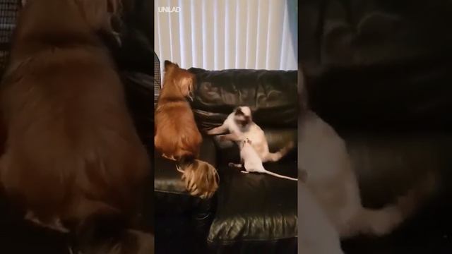 Собака, кот и крыса играют смотреть онлайн