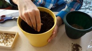 Ахименесы: посадка ризом. Как посадить ризомы ахименесов