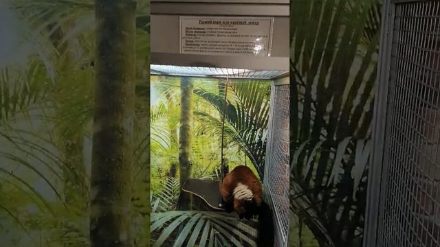 Зоопарк в ТРЦ ПЛАНЕТА смотреть онлайн