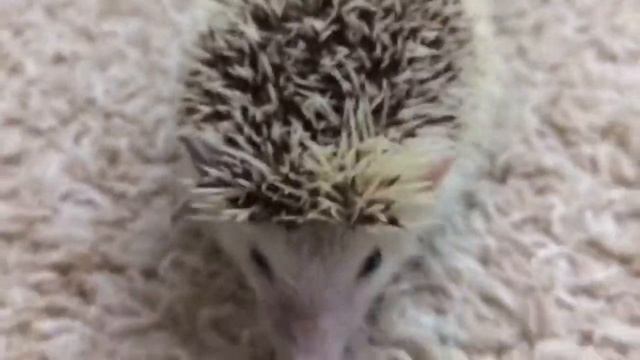 Африканский карликовый ёж - друг для детей. Видео про ёжика дома, как играть с живым ёжиком смотреть онлайн