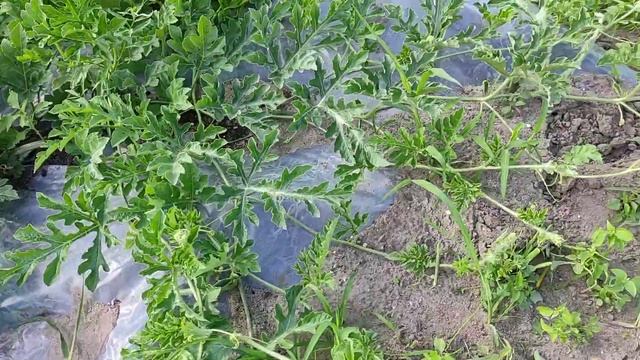 Арбузы и Дыни в открытом грунте июль 2021 смотреть онлайн