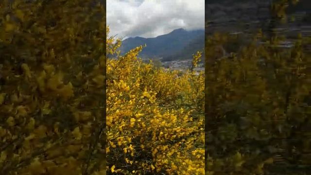 Медонос для пчел. Ракитник. смотреть онлайн