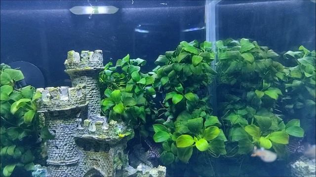 #Детский#Аквариум_для_начинающих Три месяца после запуска. смотреть онлайн