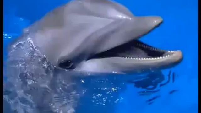 Gheorghe Zamfir Chariots of Fire flv смотреть онлайн