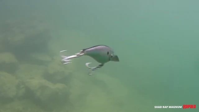 Новый воблер Rapala Shad Rap Magnum смотреть онлайн