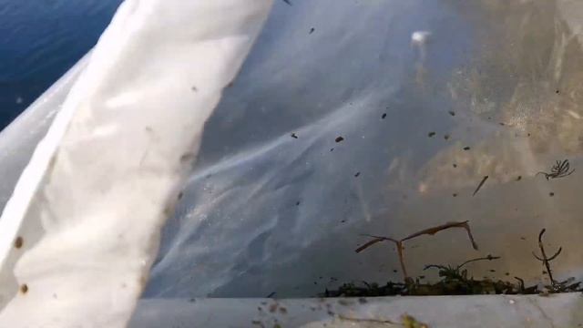 элодея канадская. практический урок смотреть онлайн