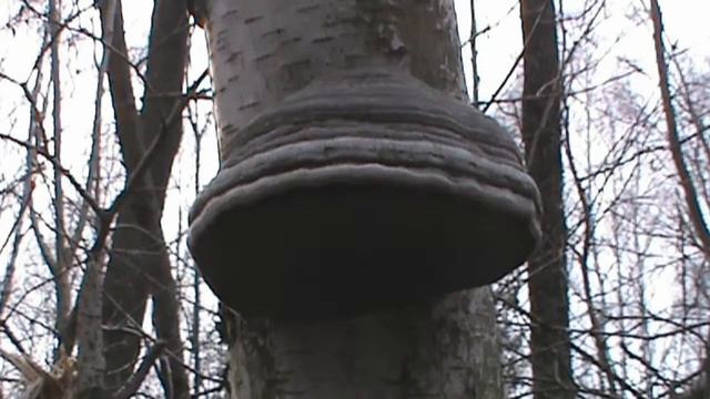 Hubiak pospolity смотреть онлайн