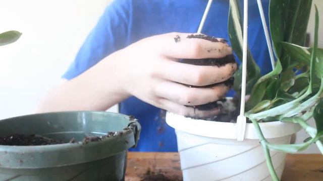 Repotting a Houseplant: Monstera standleyana albo-variegata смотреть онлайн