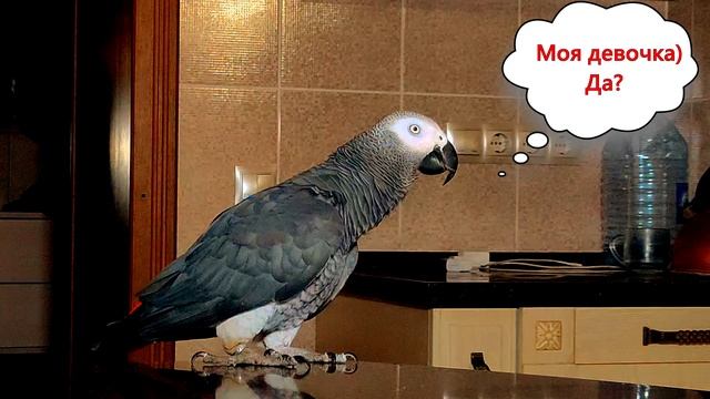 ✅ ПОКАКАЛА, а потом ВАЛИТ ВСЁ НА САШКУ ? Я СМЕЯЛСЯ ДО СЛЁЗ ?ГОВОРЯЩИЙ ПОПУГАЙ - ЖАКО ПЕТРУНЯ #Short смотреть онлайн