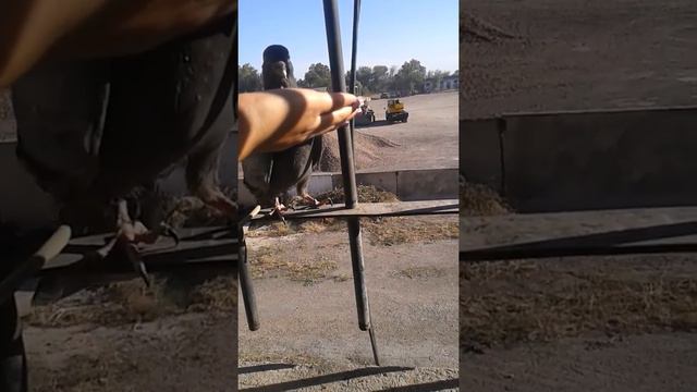 Кептер смотреть онлайн