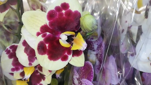 #фудсити #JMP #ОРХИДЕИ
На Фуд Сити в JMP новый бомбический завоз Фаленопсисов