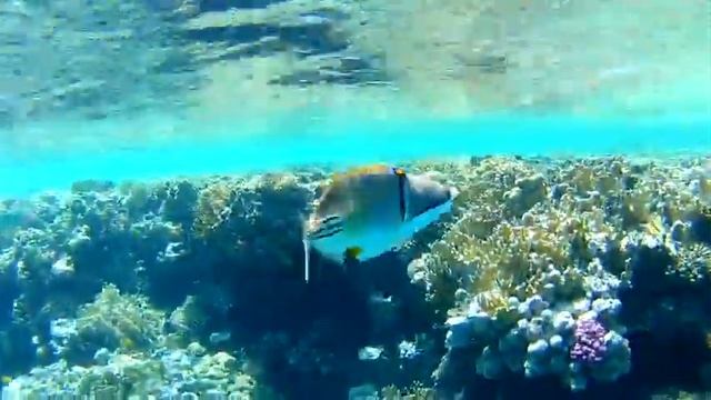 Подводная прогулка Серебряной воды смотреть онлайн