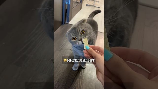 Характер кошек. Классификация. смотреть онлайн