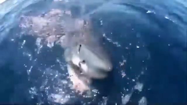 Страх морей и океанов смотреть онлайн