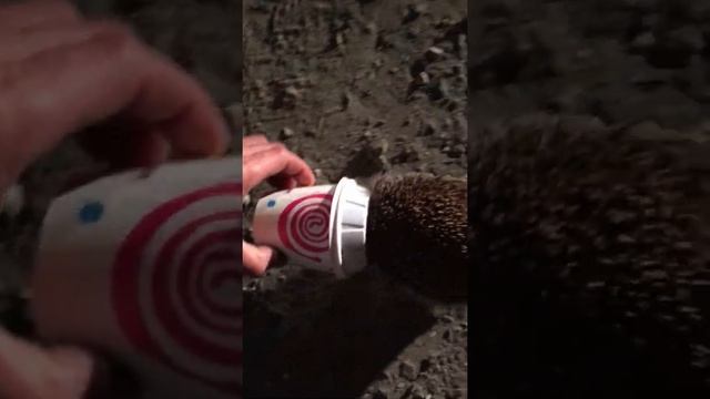 Осторожно!!!Ёж в западне ! смотреть онлайн