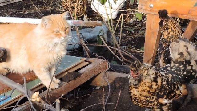 Куры атакуют 4 Cat named Pooh and Pavlovian chickens funny смотреть онлайн