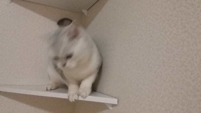 Silver cat with big eyes talks and hunts | Cat of a rare color named DAY смотреть онлайн
